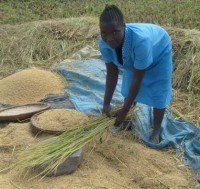 Malawian.Farmer