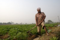 Rice Farmer: Daman Ram 