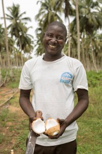 Gilbert Drabo breaks open a freshly-harvested coconut 